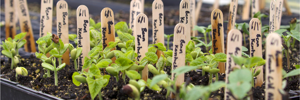 seedlings being watered