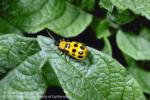 Cucumber beetle spotted