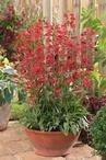 Penstemon Red Riding Hood by Pacific Plug and Liner