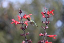 Salvia gesneriflora 'Tequila', with hummingbird