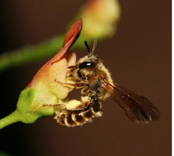 Adrena - Mining Bee