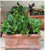 spinach_in_containers