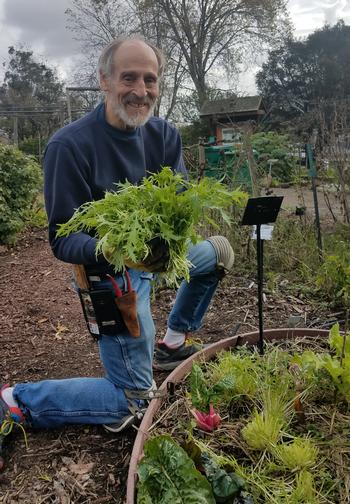 Master Gardener Volunteer Hugh Globerson with Mizuna