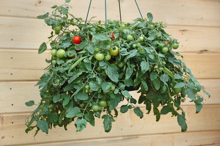 Tomato grown in a hanging basket