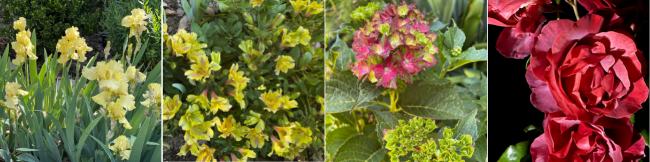 The photos above illustrate the color progression from pale to intense yellow-green, from green to red in the Hydrangea, and ultimately to the smoky-r