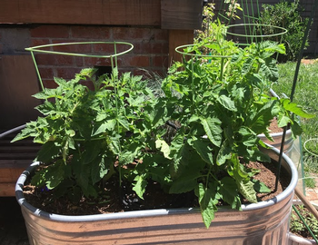 Patio tomatoes in trough - photo credit Erin Wright