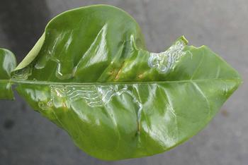 Citrus leafminer damage on leaf including curling of leaves