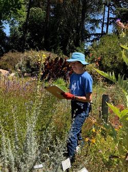MG Sally keeping track of which bees are visiting the Native Bee Garden