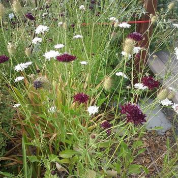 Scabiosa blooming in the Livermore Earth Friendly Demonstration Garden