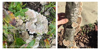 Photo submitted to our Help Desk-Author photo (Palomares Hills) – mushrooms on decaying birch roots