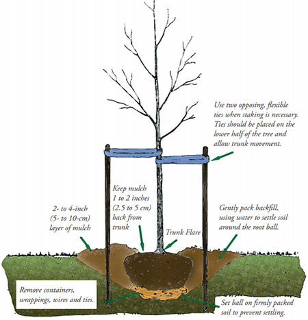 Image showing proper staking for new tree support