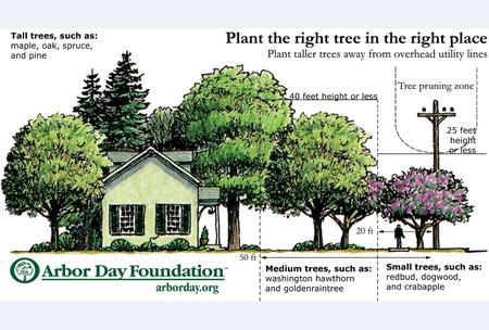 Right Tree Right Place Arbor Day Foundation