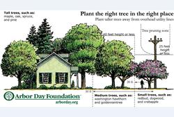 © Arbor Day Foundations Creative Commons Attribution-No Derivative Works 2.5 License.