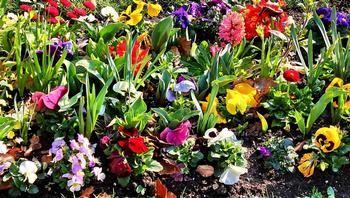 Colorful Spring Garden © UCANR