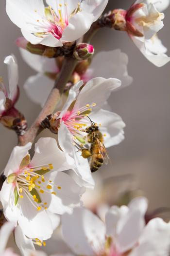 Bee on fruit tree flower