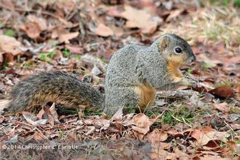 Eastern fox squirrel, Sciurus niger. Photo by Christopher L. Christie.