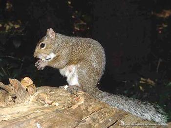 Eastern gray squirrel, Sciurus carolinensis. Photo by Jerry P. Clark.