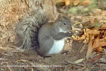 Western gray squirrel, Sciurus griseus. Photo by Dr. Lloyd Glenn Ingles.