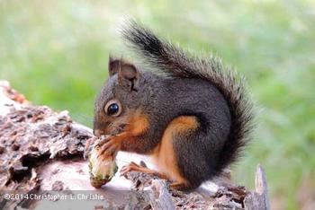 Native Douglas squirrel, Tamiasciurus douglasii. Photo by Christopher L. Christie.