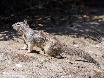 Adult California ground squirrel, Otospermophilus beecheyi. Photo by Monica Dimson, UCCE Orange County,