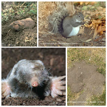 Mammal Pests - UC Master Gardener Program of Alameda County