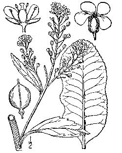 Britton, N.L., and A. Brown, 1913, An illustrated flora of the northern United States, Canada and the British Possessions.USDA-NRCS PLANTS Database.