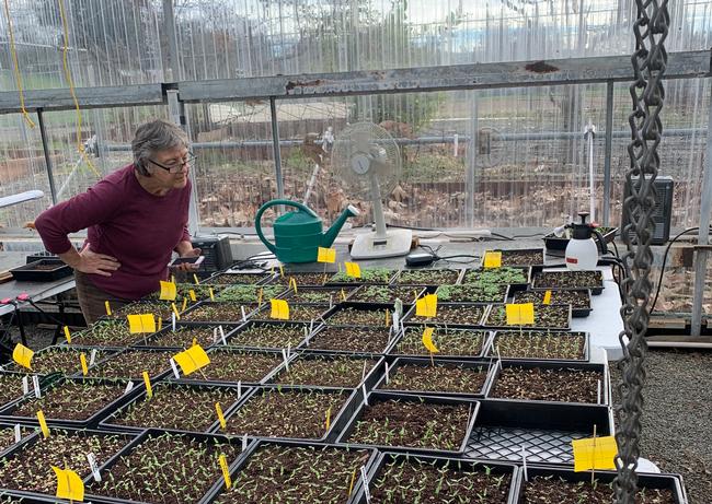 Patti Joki, one of our Master Gardeners organizing the plant sale examines the seedlings progress. Photo by Gail Myers.