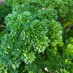 039_Herbs_Curley Leaf Parsley_UCMG of Alameda Co_PJoki