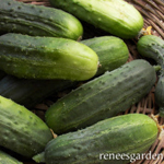 012_Cucumber_Pickling Endeavor_UCMG of Alameda Co_Photo_Courtesy Renees Garden