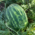 048_Melon_Crimson Sweet Watermelon_UCMG of Alameda Co_TLoftus
