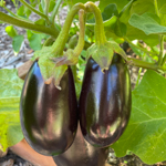 018_Eggplant Black Beauty 2_UCMG of Alameda Co_TLoftus
