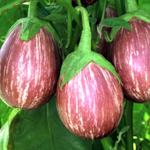 019_Eggplant_Calliope_PDimas