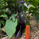 022_Eggplant_Japanese Style Millionaire Purple_UCMG of AC_DLaner