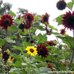 026_Edible Flower_Sunflower_Brightbandolier_UCMG of Alameda Co_Photo_Courtesy Renees Garden