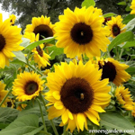 030_Edible Flower_Sunflower Sundancer_UCMG of Alameda Co_Photo_Courtesy Renees Garden