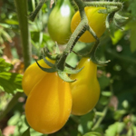 090_Tomato_Cherry_Yellow Pear_UCMG of Alameda Co_PDimas