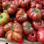 100_Tomato_Slicer_Cherokee Purple_UCMG of Alameda Co._TLoftus