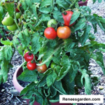 111_Tomato_Container Super Bush_UCMG of Alameda Co_Photo_Courtesy Renees Garden