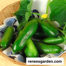 014_cucumber-green-fingers-renees-garden