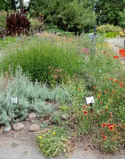 Our Bee Garden (Photo credit: Martha Winnaker)