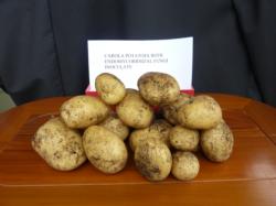 P1010607 potato with