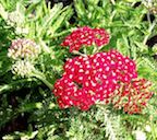 Achillea_Paprika