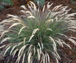 calamagrostis_foliosa_grass