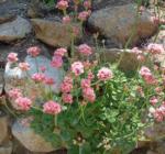 Eriogonum_grande_rubescens