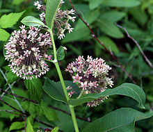 milkweed