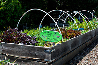 hillsborough-harvest-garden-single-bed