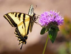 Native Plant Garden-Swallowtail on Coyote Mint-closeup