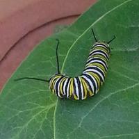 Monarch caterpillar, photo by C. Callas
