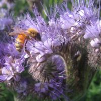 Photo: Lacy Phacelia with honeybee (USDA, public domain)