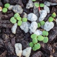 Farewell-to-spring (Clarkia amoena) seedlings